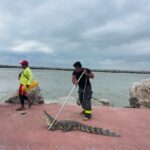 Atrapan cocodrilo escondido entre las escolleras de playa Miramar