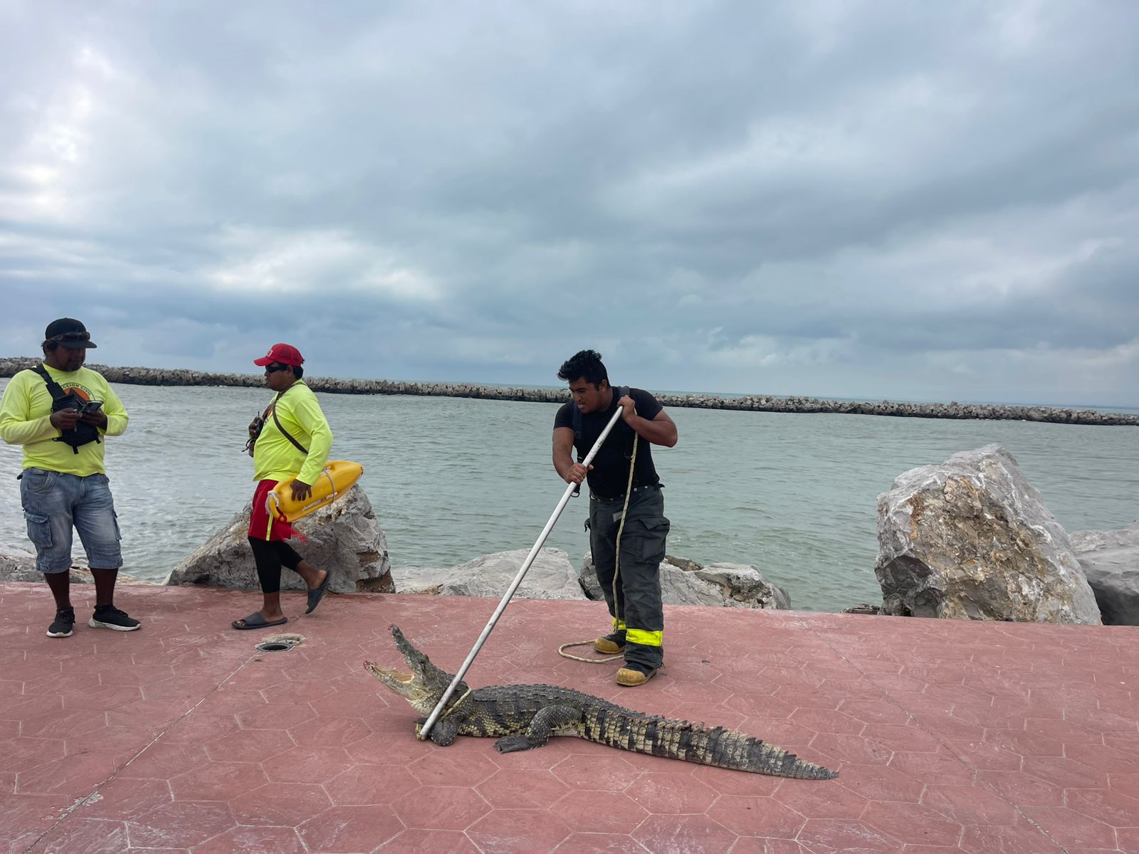 Atrapan cocodrilo escondido entre las escolleras de playa Miramar