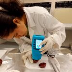 Analizan potencial antioxidante de la cáscara de pitaya