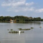 Controla COMAPA Sur exceso de lirio acuático en la bocatoma de Planta Altavista