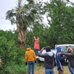 Implementan Operativo de Rescate de Iguanas en la Laguna del Carpintero