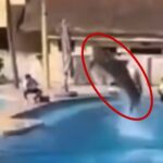 Delfín muere tras caer sobre concreto en Hotel Barceló; Profepa investiga