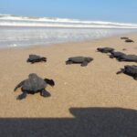 Proyectarán en televisión las maravillas naturales de Tamaulipas: CPBT