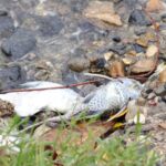 Continúa mortandad de peces en laguna; hacen estudio