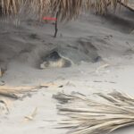 Erasmo González exhorta a proteger la tortuga Lora