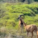 Logra la UAT el nacimiento de dos crías de borrego muflón europeo
