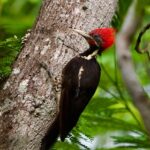 Tampico Muestra su Riqueza natural con Programa de Avistamiento de Aves: Mónica Villarreal