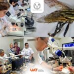 Colabora la UAT en medidas preventivas contra el gusano barrenador